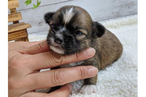 成約済の静岡県のチワワ(ロングコート)-107243の5枚目
