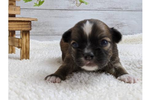 成約済の静岡県のチワワ(ロングコート)-107243の1枚目