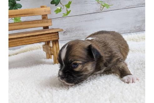 成約済の静岡県のチワワ(ロングコート)-107243の4枚目