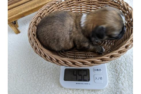 成約済の静岡県のチワワ(ロングコート)-107243の2枚目