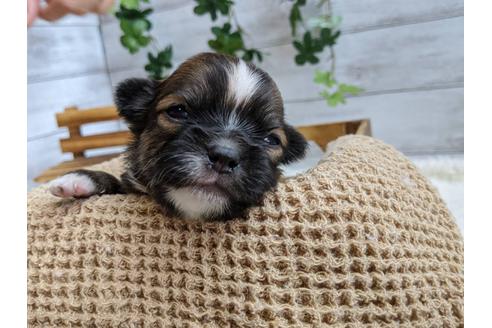 成約済の静岡県のチワワ(ロングコート)-107243の3枚目