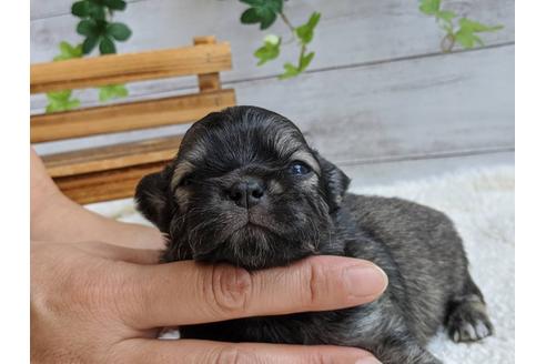 成約済の静岡県のチワワ(ロングコート)-107245の4枚目