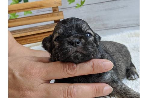 成約済の静岡県のチワワ(ロングコート)-107245の5枚目