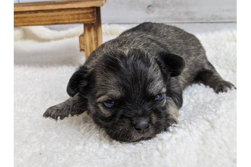 成約済の静岡県のチワワ(ロングコート)-107245の3枚目