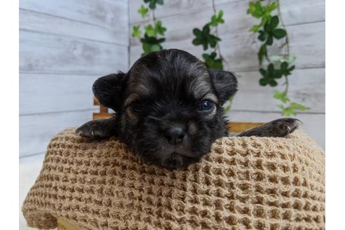成約済の静岡県のチワワ(ロングコート)-107245の1枚目