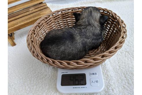 成約済の静岡県のチワワ(ロングコート)-107245の2枚目