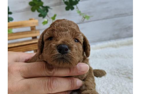 成約済の静岡県のトイプードル-107246の6枚目