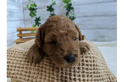 成約済の静岡県のトイプードル-107246の1枚目