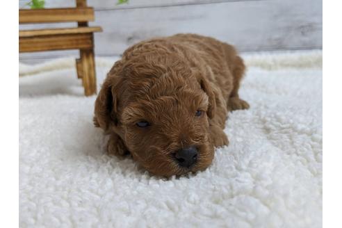 成約済の静岡県のトイプードル-107246の5枚目