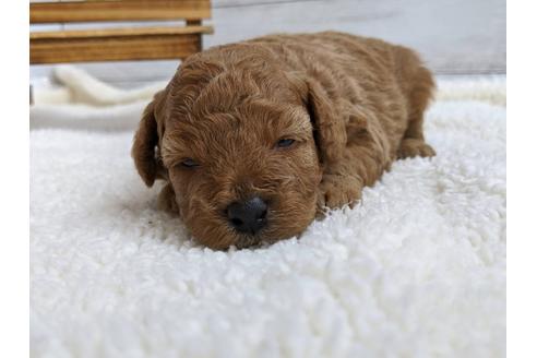 成約済の静岡県のトイプードル-107246の4枚目