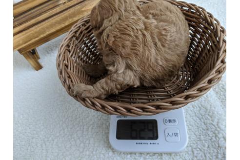 成約済の静岡県のトイプードル-107246の3枚目