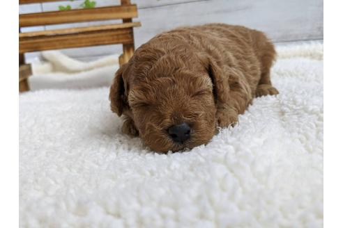 成約済の静岡県のトイプードル-107246の2枚目