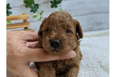 成約済の静岡県のトイプードル-107248