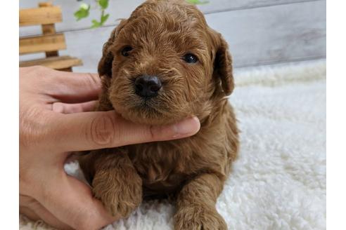 成約済の静岡県のトイプードル-107248の4枚目