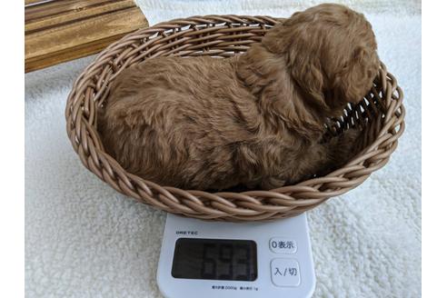 成約済の静岡県のトイプードル-107248の5枚目