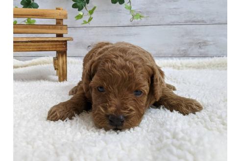 成約済の静岡県のトイプードル-107248の3枚目