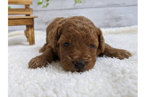 成約済の静岡県のトイプードル-107248の2枚目