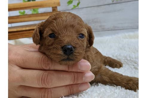子犬