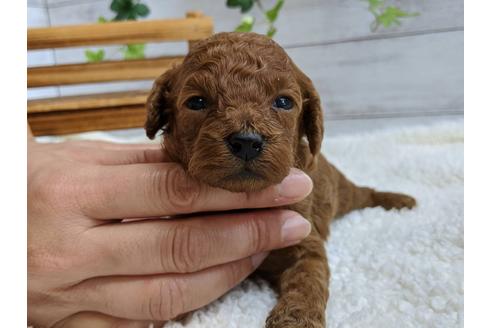 成約済の静岡県のトイプードル-107254の3枚目