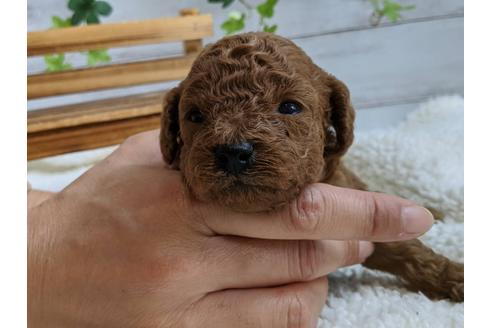 成約済の静岡県のトイプードル-107255の4枚目