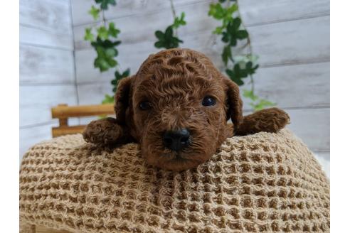成約済の静岡県のトイプードル-107255