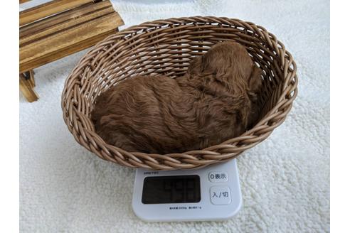 成約済の静岡県のトイプードル-107255の2枚目