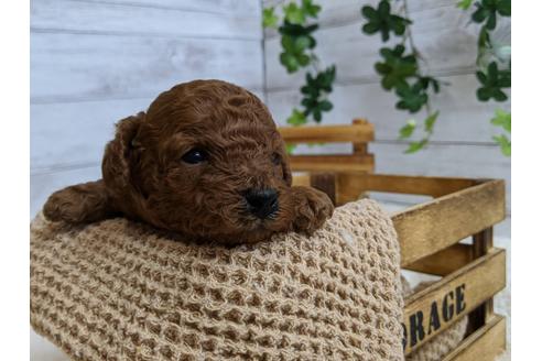 成約済の静岡県のトイプードル-107255の3枚目