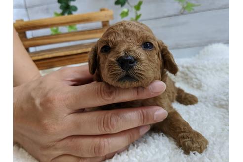 成約済の静岡県のトイプードル-107256の6枚目