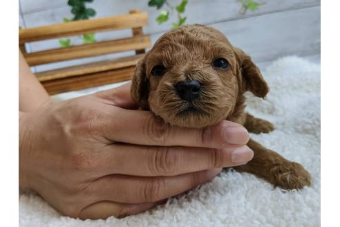 成約済の静岡県のトイプードル-107256の1枚目