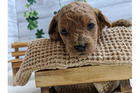 成約済の静岡県のトイプードル-107256の4枚目