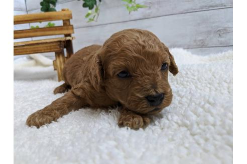 成約済の静岡県のトイプードル-107256の3枚目