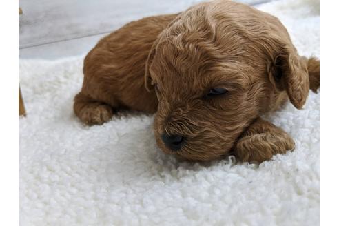 成約済の静岡県のトイプードル-107256の2枚目