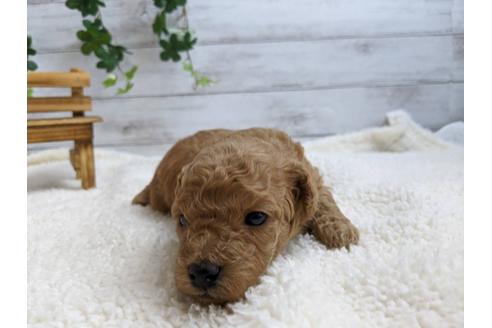 成約済の静岡県のトイプードル-107257の3枚目