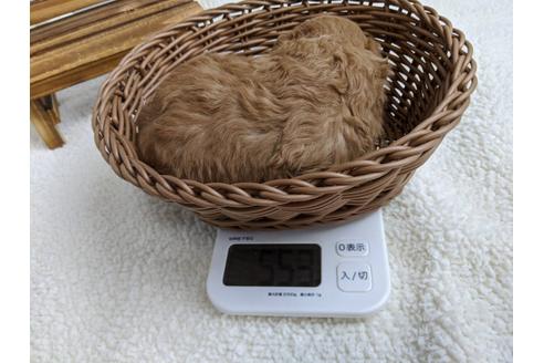 成約済の静岡県のトイプードル-107257の2枚目