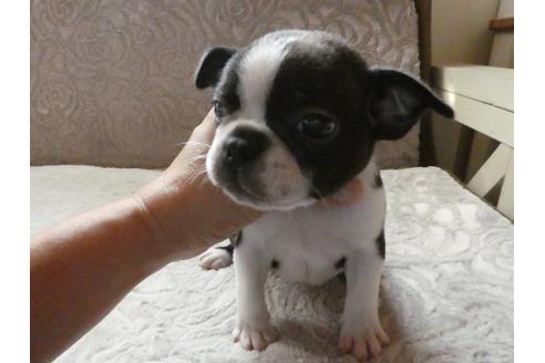 群馬県のミックス犬 女の子 07 28生まれ ボストンテリア とフレンチブルドッグのmix犬の女の子です 子犬id ブリーダーナビ