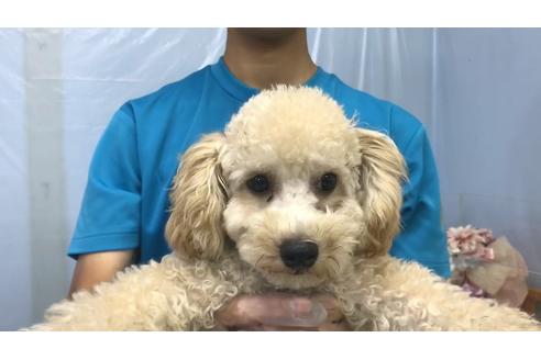 千葉県のトイプードル 男の子 04 01生まれ とっても明るく元気なクリームの男の子です 子犬id ブリーダーナビ