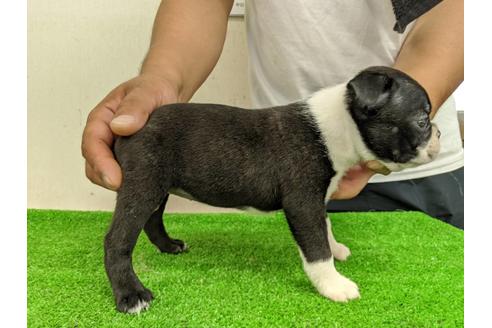 成約済の愛知県のボストンテリア-107297の4枚目