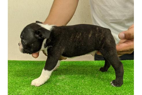 成約済の愛知県のボストンテリア-107297の3枚目