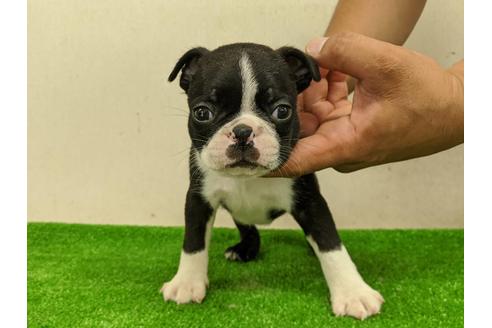 成約済の愛知県のボストンテリア-107297