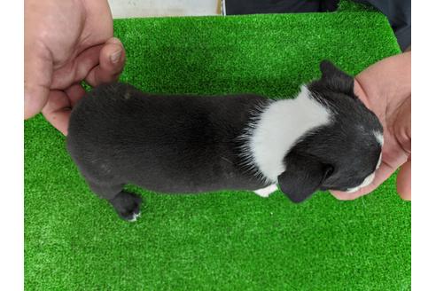 成約済の愛知県のボストンテリア-107297の2枚目