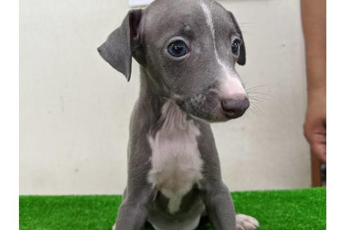 成約済の愛知県のイタリアングレーハウンド(イタグレ)-107300の5枚目