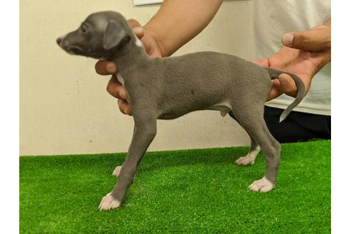 成約済の愛知県のイタリアングレーハウンド(イタグレ)-107300の4枚目