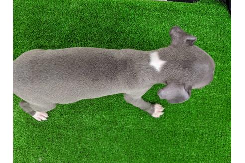 成約済の愛知県のイタリアングレーハウンド(イタグレ)-107300の3枚目