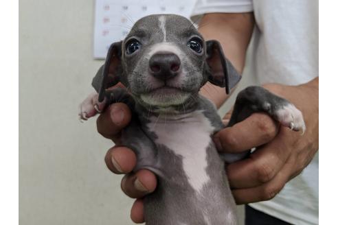 成約済の愛知県のイタリアングレーハウンド(イタグレ)-107300の2枚目