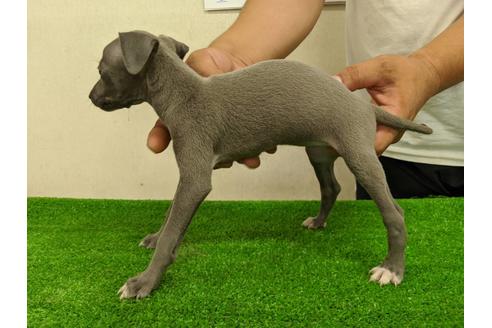 成約済の愛知県のイタリアングレーハウンド(イタグレ)-107305の5枚目