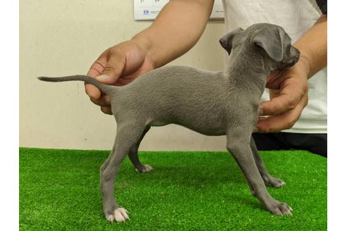 成約済の愛知県のイタリアングレーハウンド(イタグレ)-107305の4枚目