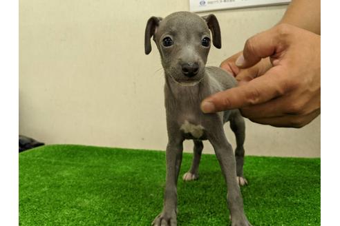 成約済の愛知県のイタリアングレーハウンド(イタグレ)-107305