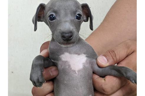 成約済の愛知県のイタリアングレーハウンド(イタグレ)-107305の2枚目