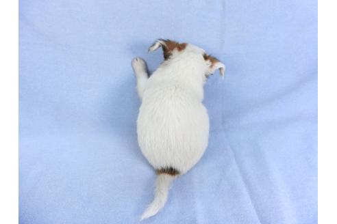 成約済の千葉県のチワワ(ロングコート)-105645の11枚目