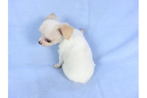 成約済の千葉県のチワワ(ロングコート)-105638の10枚目